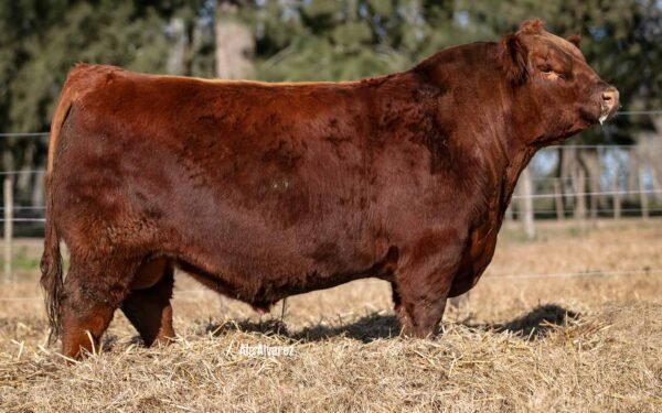 Lote 01