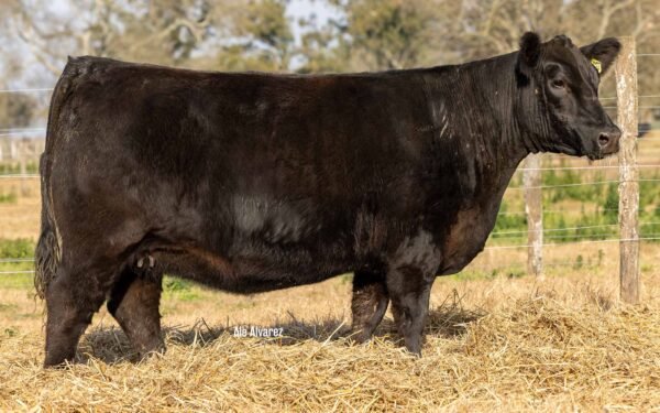 Lote 28 Vaquillonas
