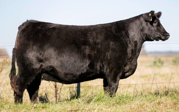 Lote 06 Embriones