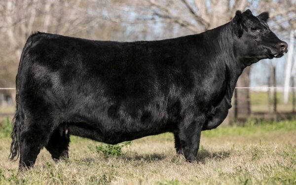 Lote 07 Embriones