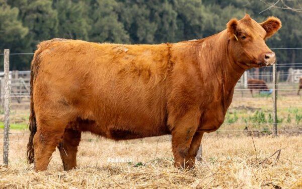 Lote 31 Vaquillonas