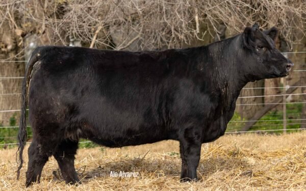 Lote 30 Vaquillonas