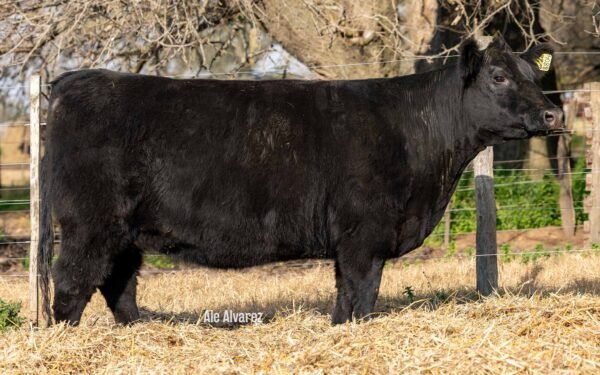 Lote 36 Vaquillonas