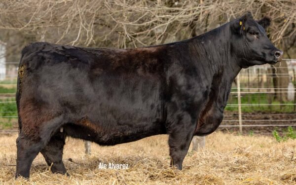 Lote 27 Vaquillonas
