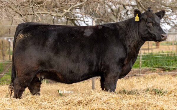 Lote 26 Vaquillonas