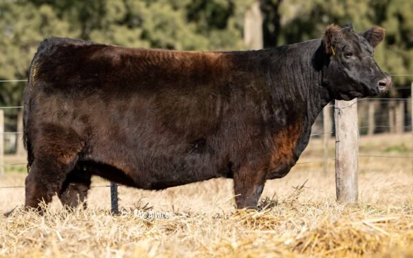 Lote 15 Vaquillonas
