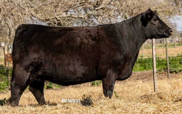 Lote 32 Vaquillonas