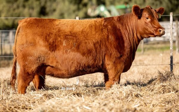 Lote 19 Vaquillonas