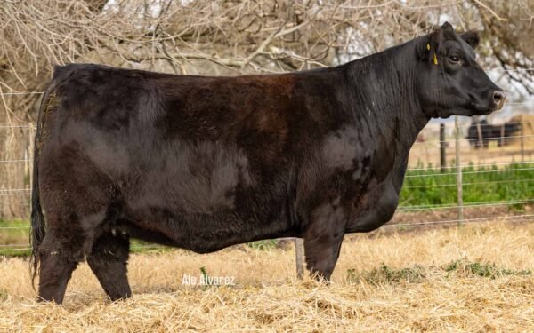 Lote 22 Vaquillonas