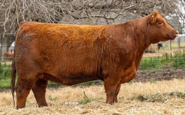 Lote 12 Vaquillonas