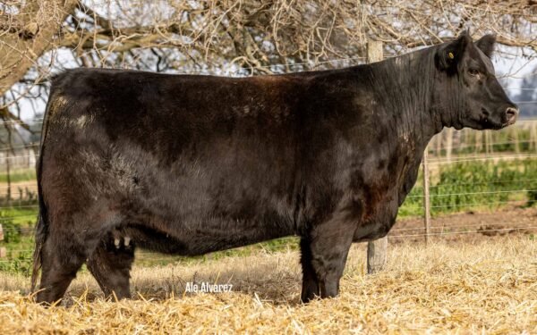 Lote 23 Vaquillonas