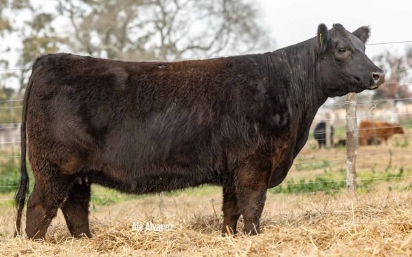 Lote 33 Vaquillonas