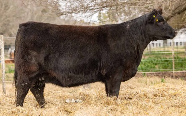 Lote 21 Vaquillonas