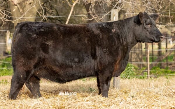 Lote 25 Vaquillonas