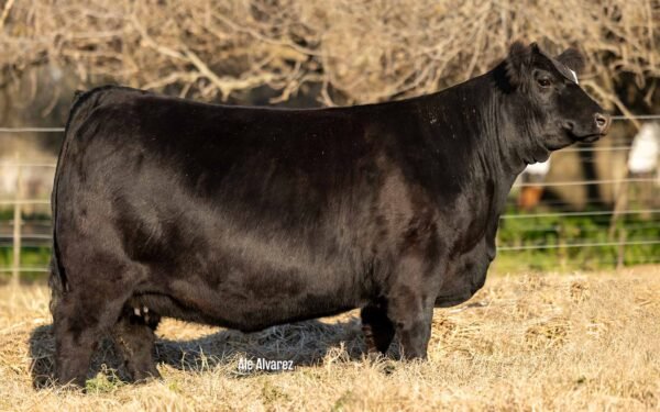 Lote 10 Vaquillonas
