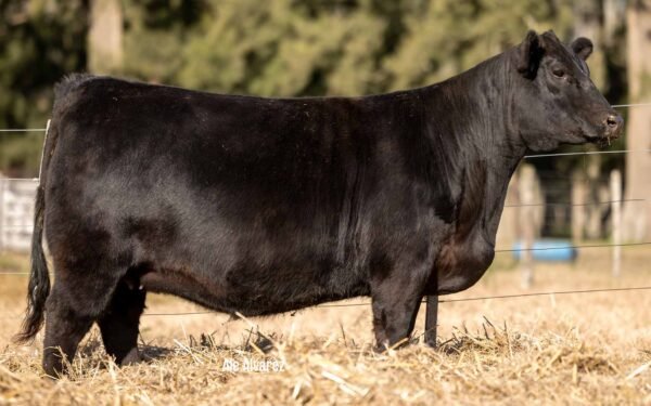 Lote 18 Vaquillonas