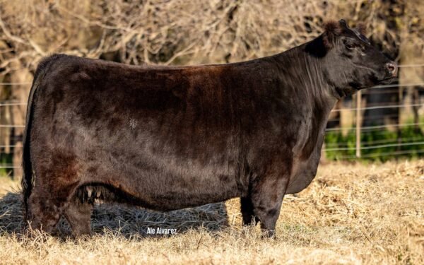 Lote 11 Vaquillonas