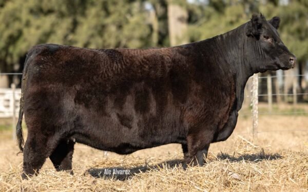 Lote 17 Vaquillonas