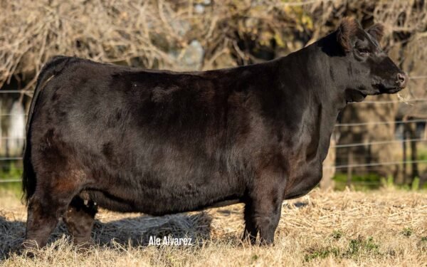 Lote 09 Vaquillonas