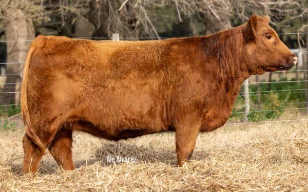 Lote 24 Vaquillonas