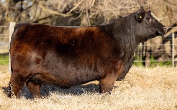 Lote 20 Vaquillonas