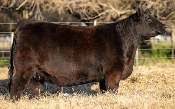 Lote 14 Vaquillonas