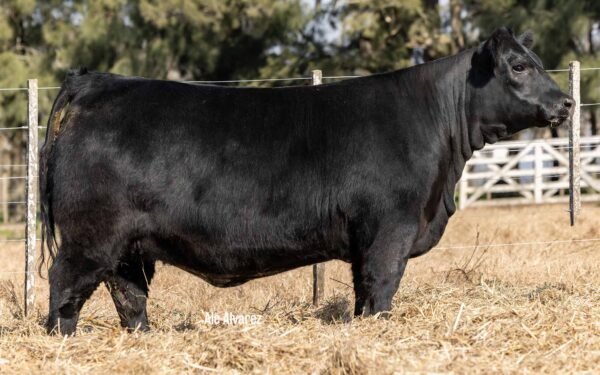 Lote 05 Terneras
