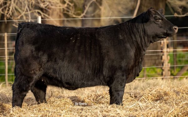 Lote 02 Terneras