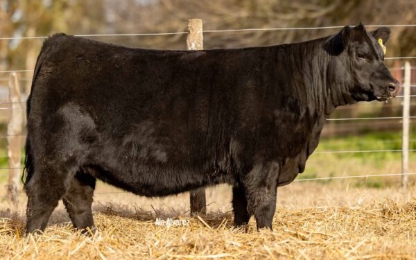 Lote 04 Terneras