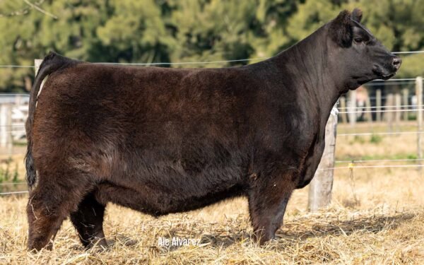 Lote 03 Terneras
